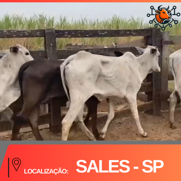 20 Novilhas - Sales SP
