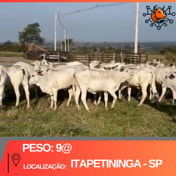 37 Novilhas 9.5@ - Itapetininga - SP
