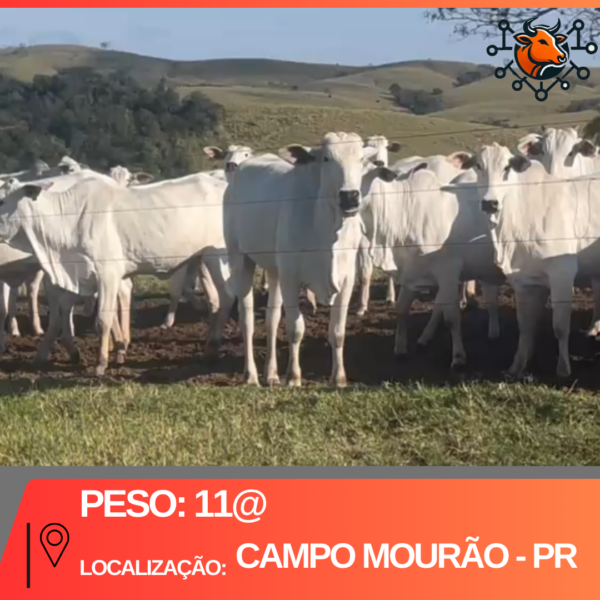 110 Novilhas 11@ - Campo Mourão - PR