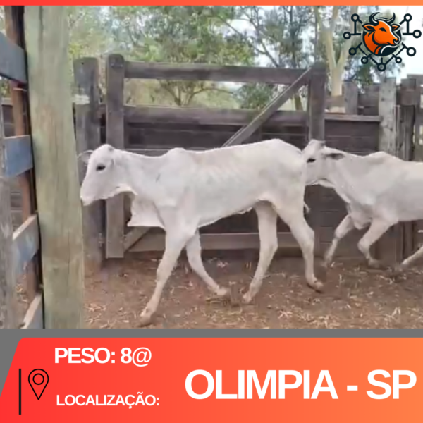 30 Novilhas Nelore Era 18 meses - Olimpia - SP